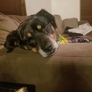 Meet your Posher, Valor